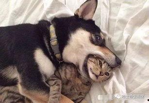 郑州爆料猫咪事件视频,爱心救助引发网友热议